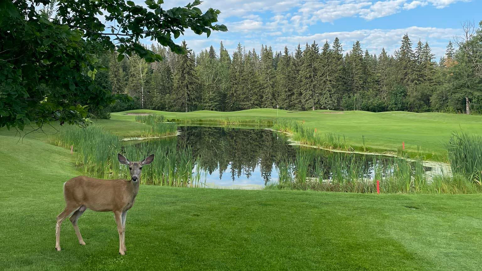 Red Deer Golf and Country Club set to host Canadian Men’s Senior
